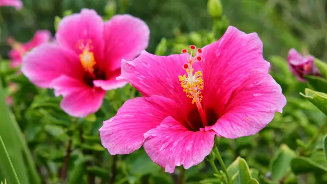 ilustrasi bunga yang bisa dimakan/pexels