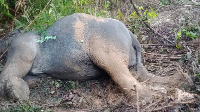 Gajah Karina Mati