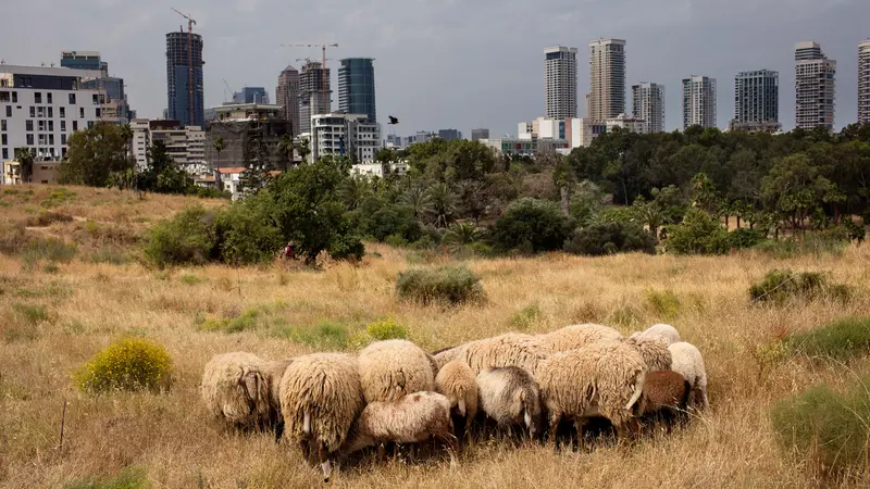 Menggembala Domba di Antara Gedung Pencakar Langit Tel Aviv