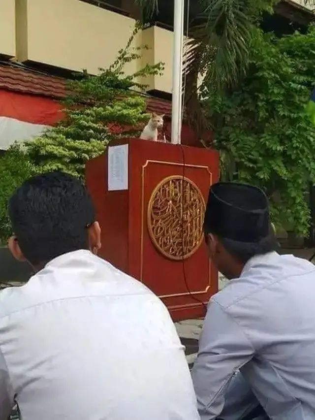 Kucing ikut Lebaran