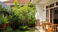 12 Pohon Buah yang Tidak Merusak Lantai Teras dalam Jangka Panjang, Pilihan Ideal