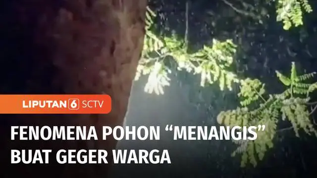 VIDEO: Fenomena Pohon “Menangis” di Jember Buat Warga Heboh!