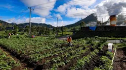 Petani melakukan pemupukan tanaman kentang di kawasan dataran tinggi Dieng, Batur, Banjarnegara, Jawa Tengah, Minggu (2/11/2025). Sesuai dengan Permentan No. 10 tahun 2022. Kentang tidak termasuk dalam sembilan komoditas yang diprioritaskan untuk menerima subsidi pupuk. (merdeka.com/Arie Basuki)