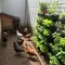 Cara Menata Ternak Ayam Kampung dan Kebun Vertikal di Halaman Sempit (AI)