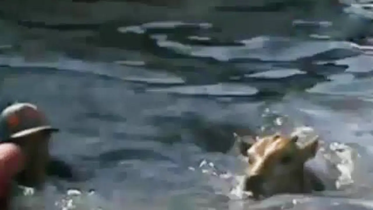 Cara Unik Turunkan Sapi
