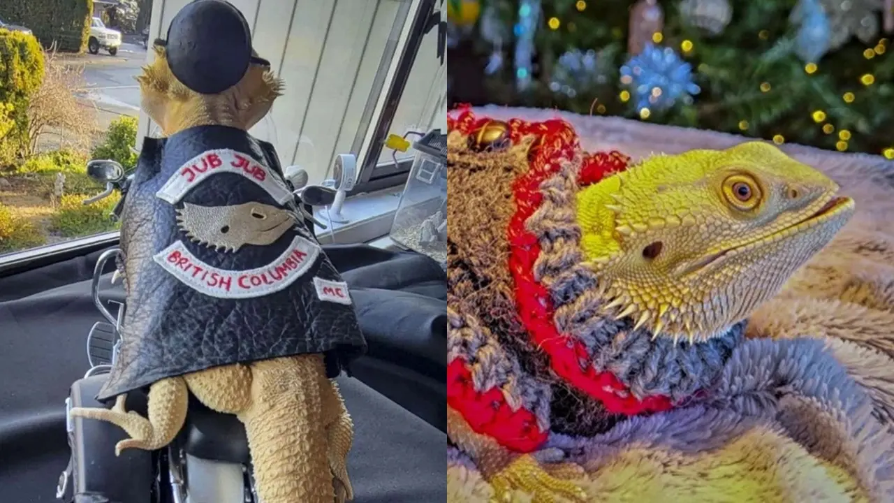 Kostum Lucu Iguana
