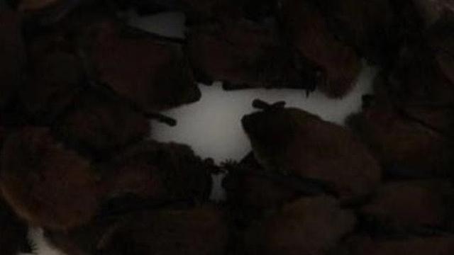 Sejoli Didatangi 200-an Ekor Kelelawar