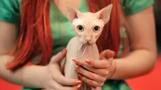 Seekor kucing Sphynx duduk di pangkuan pemiliknya selama kompetisi kecantikan kucing internasional di Bucharest, Rumania (14/4). Lebih dari 250 kucing berpartisipasi dalam kompetisi ini. (AP/Vadim Ghirda)