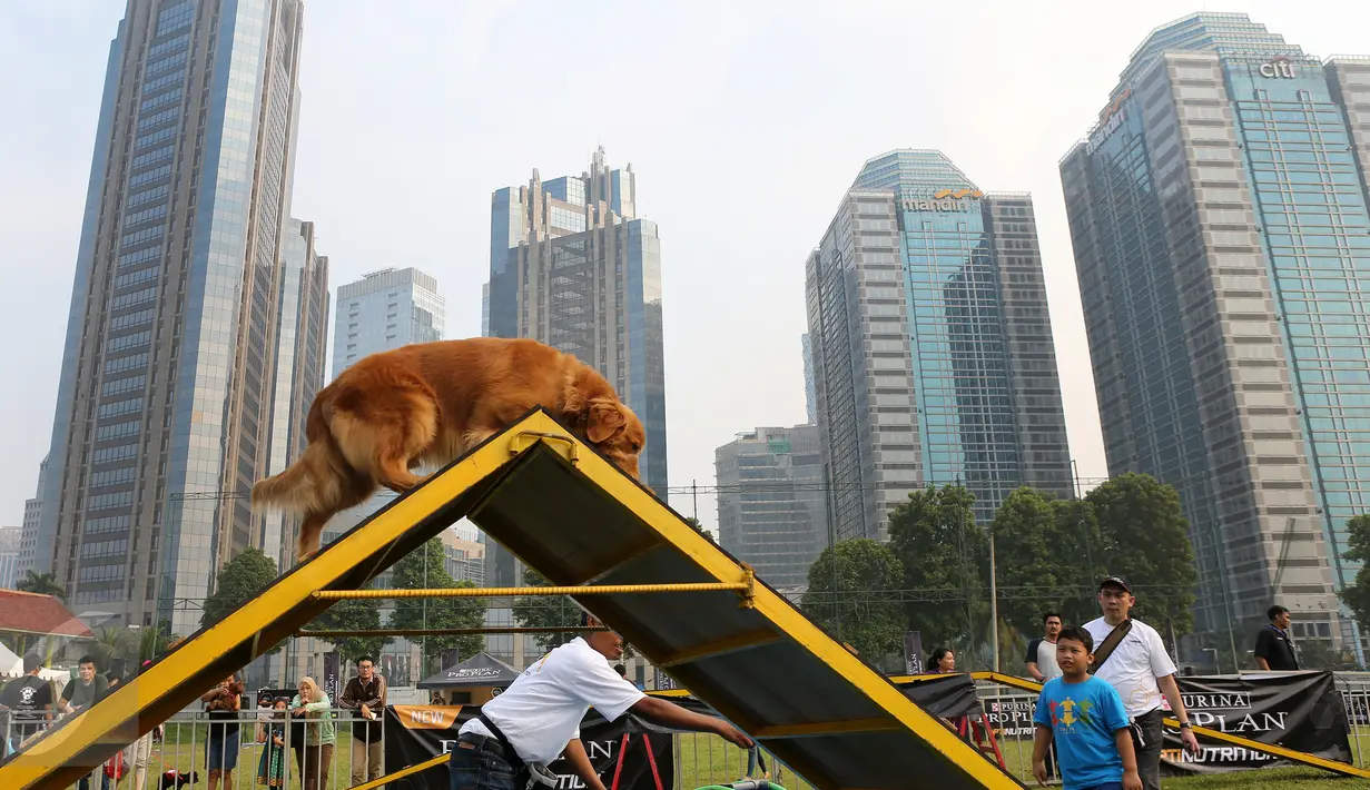 Pelatih sedang melatih anjing peliharaan dalam ajang Purina Pro Plan Boot Camp di Senayan, Jakarta (06/10). Dalam ajang ini, peserta  juga belajar memahami perilaku kucing dan anjing peliharaan. (Liputan6.com/Fery Pradolo)