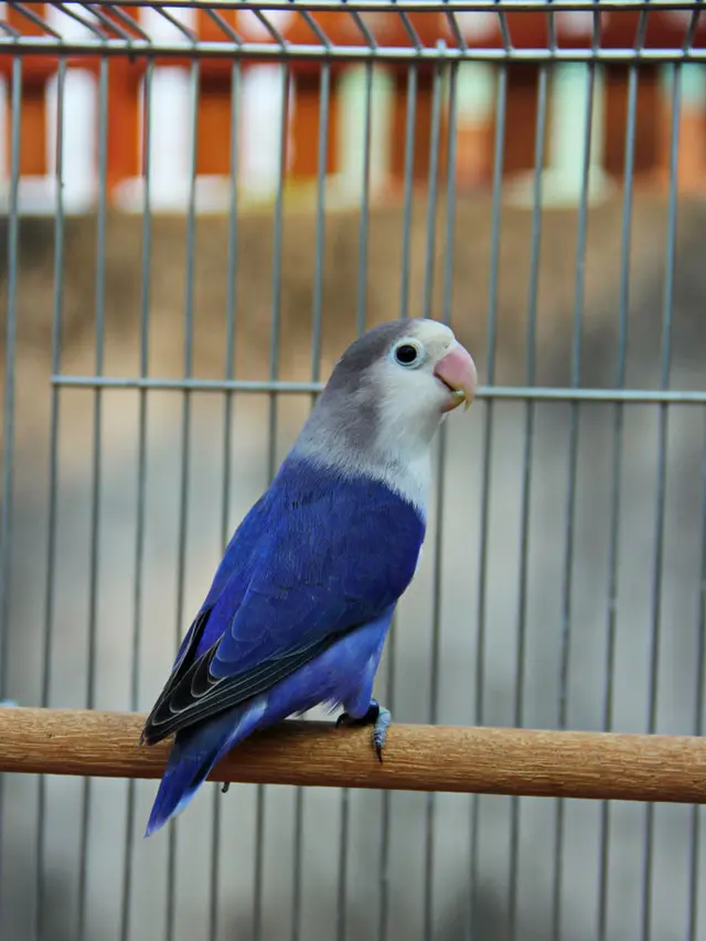 ilustrasi jenis burung lovebird yang memiliki bulu cantik serta suara merdu/Athit Pradasak/shutterstock