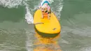 Ziggy Patrick bersaing dalam kompetisi Surf City Surf Dog di Huntington Beach, California pada 28 September 2019. Para anjing menunjukkan keahlian mereka dengan menaklukkan ombak setinggi satu sampai tiga kaki. (Kyle Grillot / AFP)
