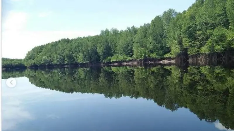 Hutan Bakau/Mangrove di Dumai, Riau.