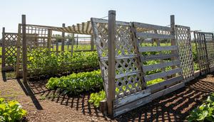 Lattice atau Bahan Pagar Bekas untuk Pelindung Tanaman dari Panas/Gemini AI