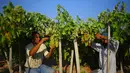 Petani memetik buah anggur selama musim panen di sebuah kebun anggur di Kota Gaza (19/7). Menurut Departemen Pertanian Gaza memproduksi sekitar 8115 ton anggur setiap tahunnya. (AFP Photo/Mohammed Abed)