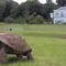 Jonathan, the world's oldest tortoise, caused a stir on social media after a hoax claimed his death on April 1, 2026. (Photo: Wikimedia Commons)