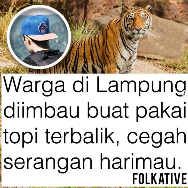 Warga Lampung Diimbau Pakai Topi Terbalik untuk Antisipasi Serangan Harimau yang Sudah Tewaaskan 2 Orang