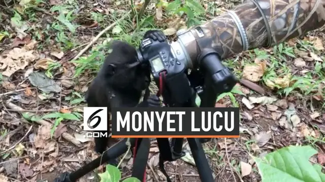 Seekor monyet di Cagar Alam Tangkoko coba bergaya layaknya fotografer dan coba mengutak-atik kamera milik ahli biologi asal Denmark.