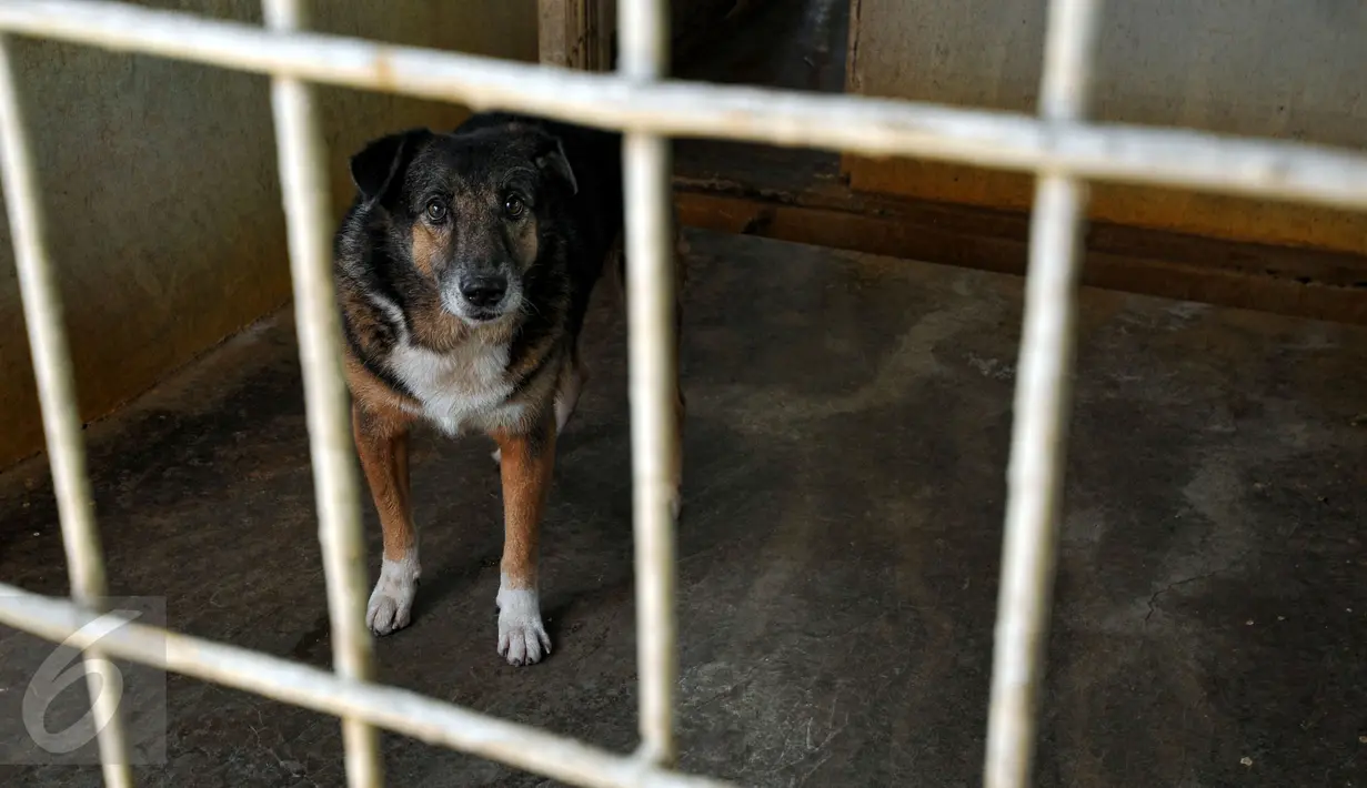  Seekor anjing tampak di dalam kandang Pondok Pengayom Satwa Jakarta (PPJS), Jakarta, Sabtu (18/7/2015). Tempat ini menjadi pilihan pemudik untuk menitipkan hewan kesayangannya. (Liputan6.com/Yoppy Renato)
