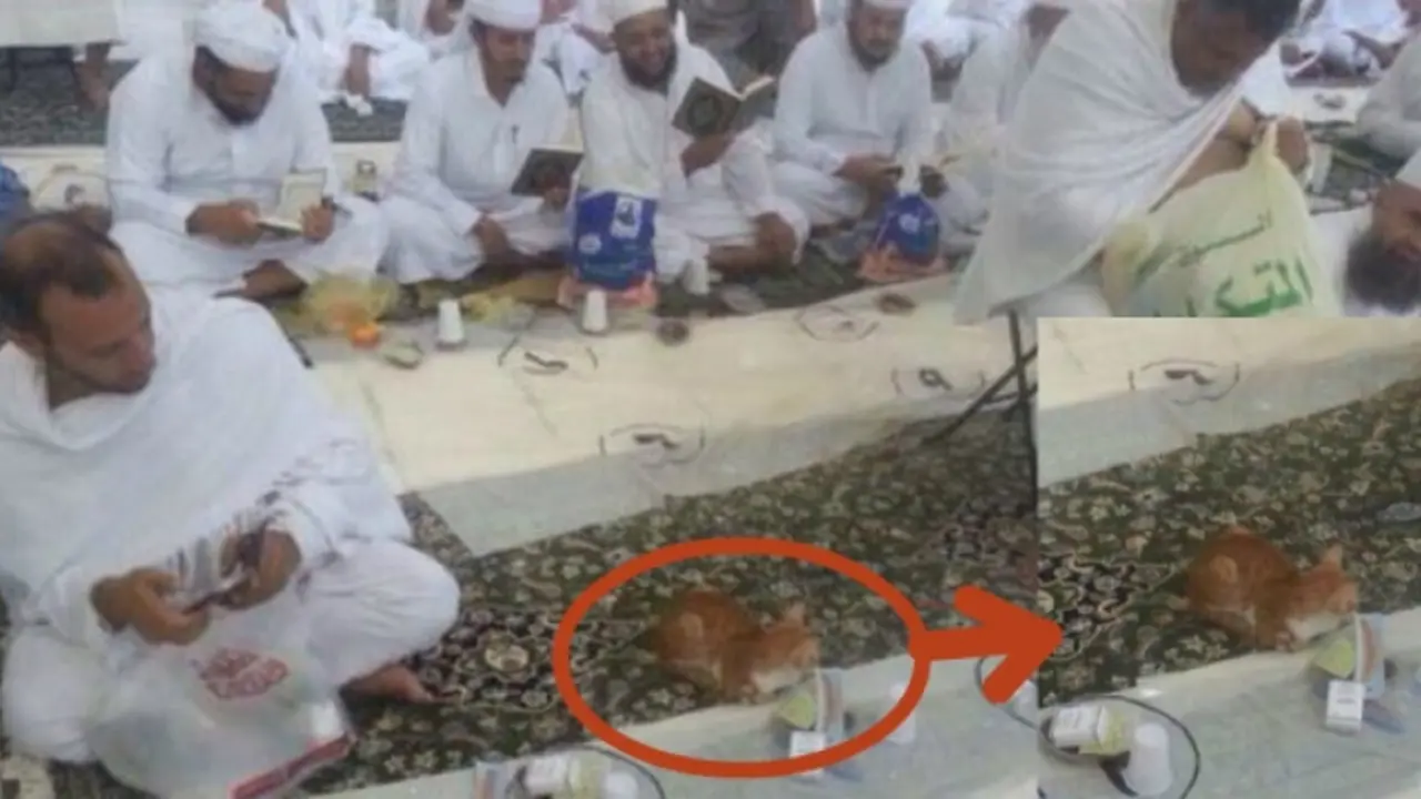 Di Mekah, Kucing pun Sabar Tunggu Waktu Berbuka Puasa