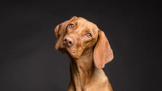 Peneliti Telusuri Kaitan Anjing dengan Peningkatan Kasus Hepatitis Akut Misterius foto Pixabay