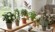 8 Tanaman Yang Membuat Rumah Harum Secara Alami, Hadirkan Aroma yang Menenangkan