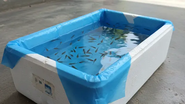 Media Ternak Ikan Paling Murah.