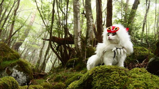 Pria Ini Membuat Kostum Ala Tokoh Anime Untuk Kucingnya, 6 Hasilnya Bikin Takjub. (Sumber: Twitter/YagyouNEKO)