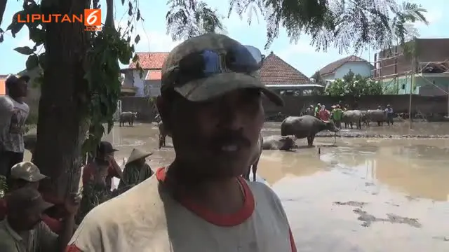 Karapan Kerbau Jelang Masa Panen