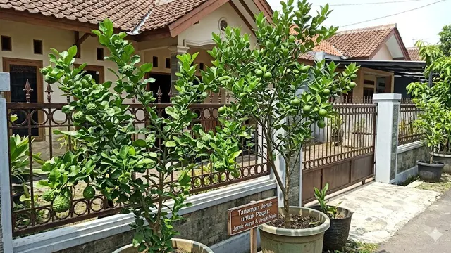 Jenis Pohon Buah yang Cocok Ditanam Dekat Pagar Rumah