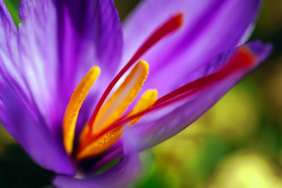 Bunga Saffron