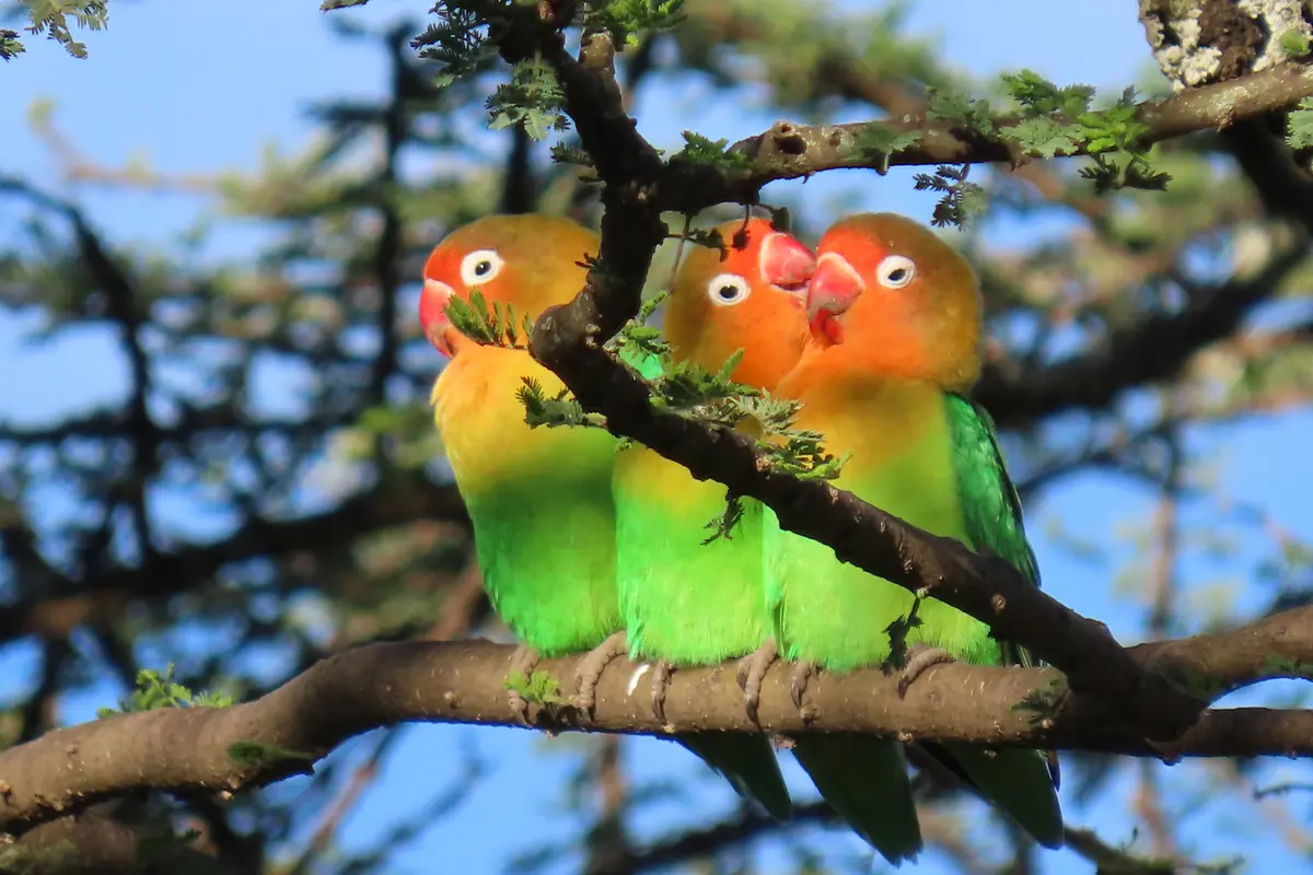 Jenis Lovebird