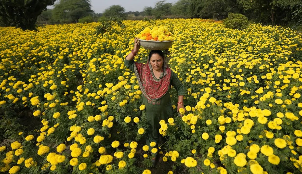 Seorang perempuan mengumpulkan bunga marigold, untuk digunakan dalam ritual dan dekorasi, menjelang Festival Diwali di pinggiran Jammu, India, Kamis (9/11/2023). (AP Photo/Channi Anand)