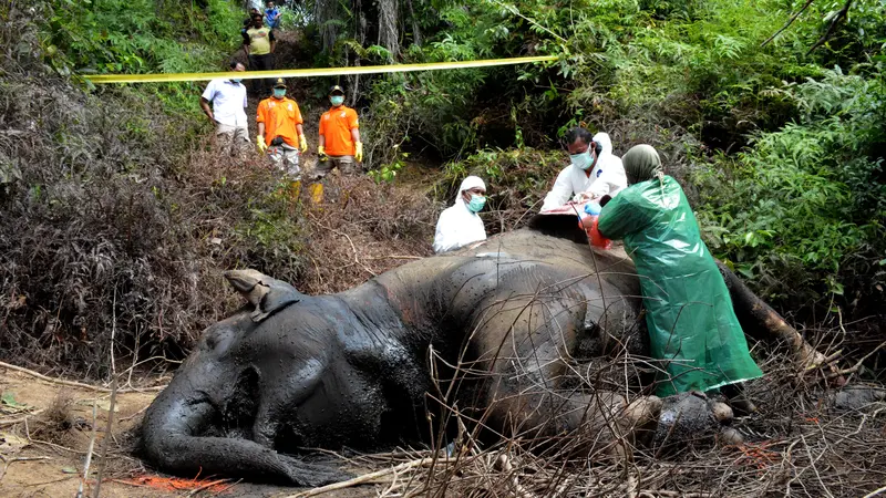 Gajah Berusia 25 Tahun Ditemukan Mati Keracunan di Aceh