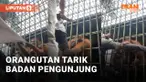 Orang Utan&nbsp;