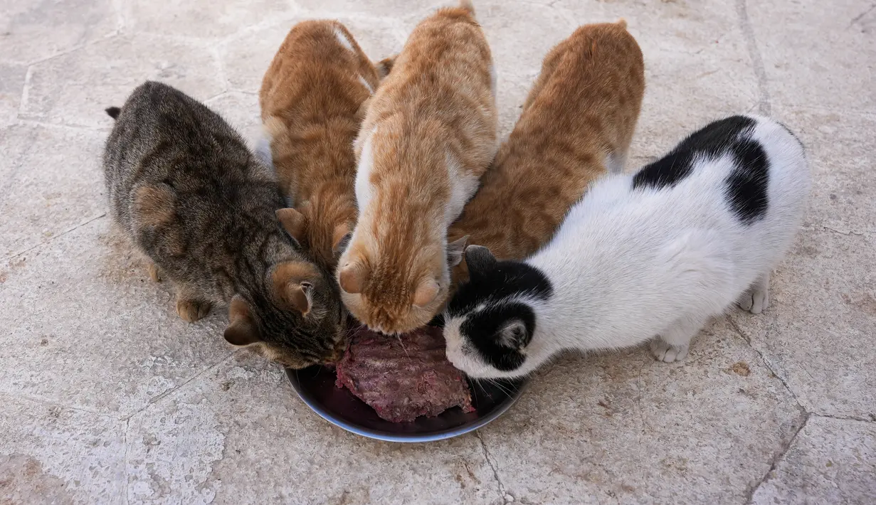 Kucing-kucing yang diselamatkan sedang makan di tempat penampungan hewan di al-Bab, di provinsi Aleppo, Suriah yang dikuasai pemberontak, setelah gempa dahsyat pada 24 Februari 2023. Gempa berkekuatan 7,8 melanda Suriah dan Turki pada 6 Februari. (AFP/Rami al Sayed)