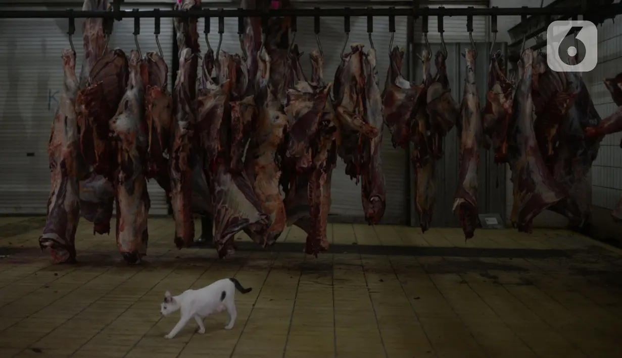 Seekor kucing terlihat di Rumah Pemotongan Hewan (RPH) Dharma Jaya, Jakarta, Rabu (21/7/2021). Pemotongan hewan qurban saat pandemi sekarang  ini mengalami kenaikan sekitar 30 persen penerimaan hewan kurban pada Idul Adha 1442 H. (merdeka.com/Imam Buhori)