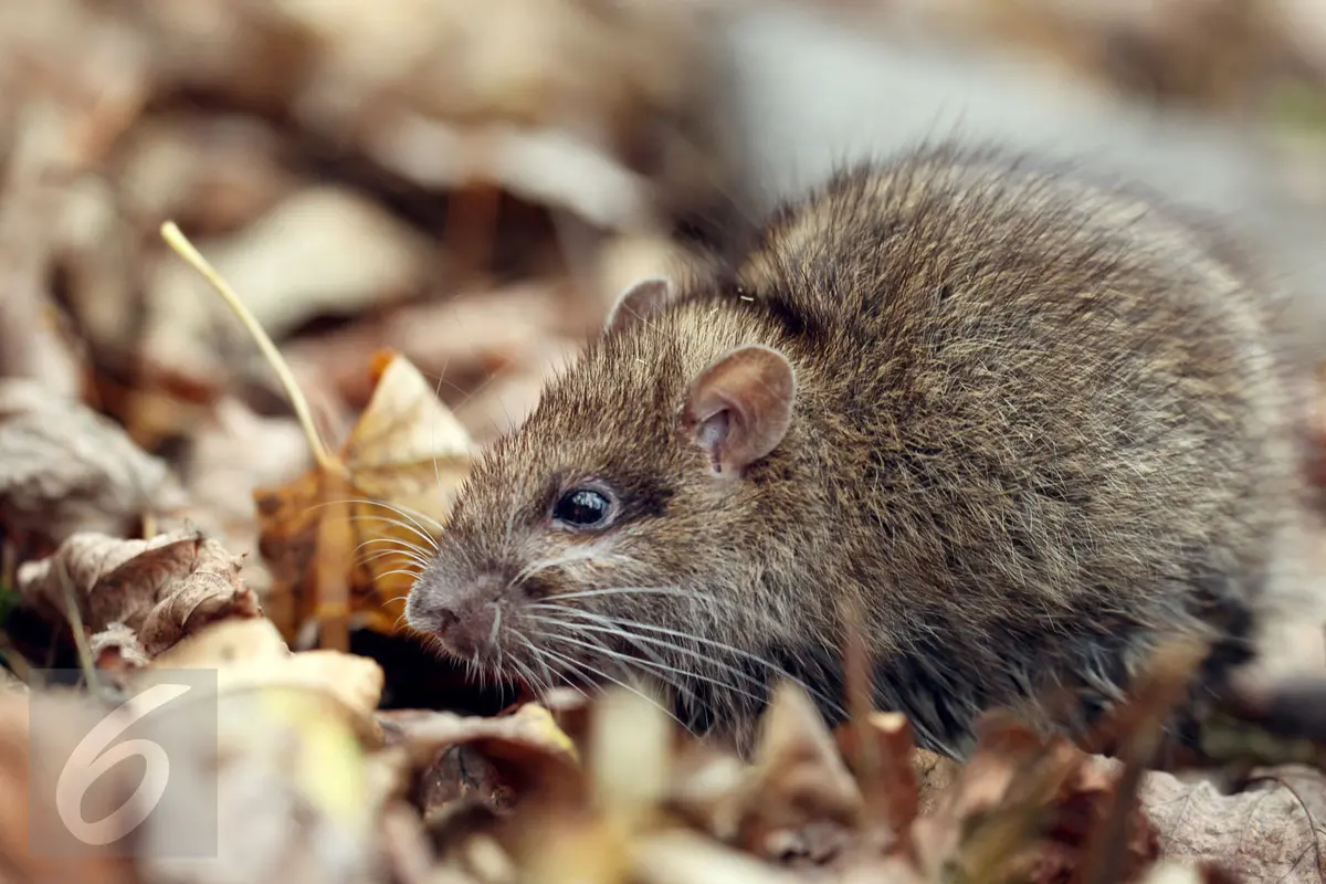 ilustrasi tikus