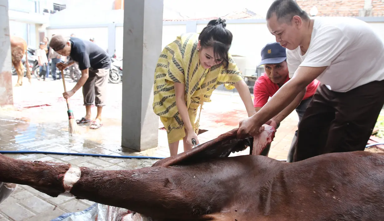Sebelum sapi kurbannya disembelih, Ayu terlihat memberanikan diri untuk memegangnya. Terlihat takut-takut saat akan memegang kepala sapi, ia lantas melakukan selfie bareng sapi kurbannya. (Adrian Putra/Bintang.com)