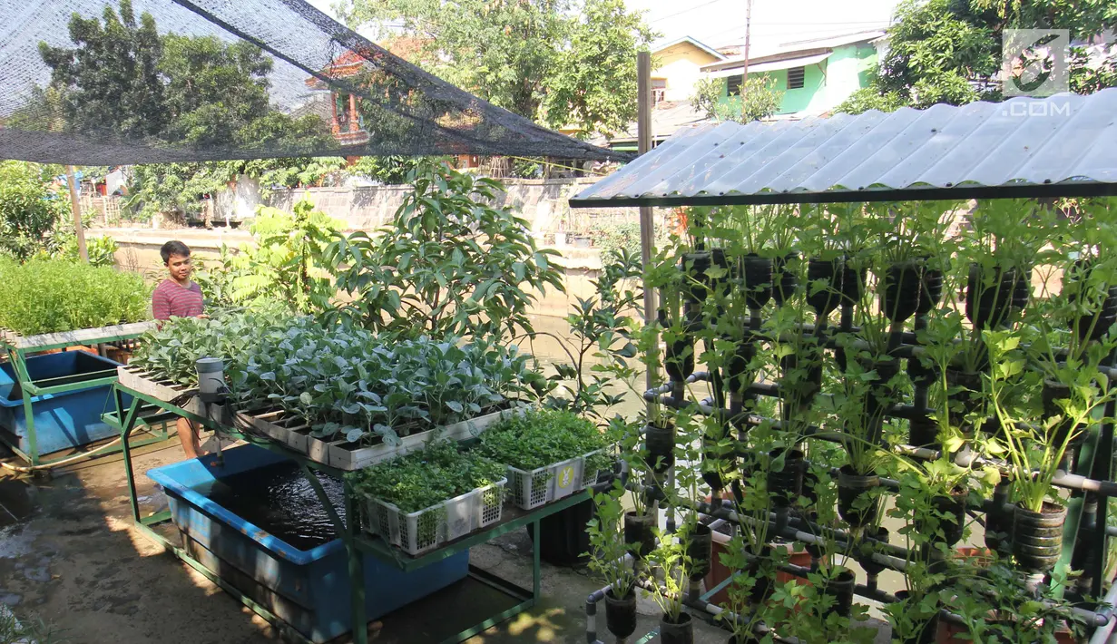 Warga menyirami tanamannya di Cikini, Jakarta, Jumat (29/9). Suku Dinas Ketahanan Pangan Kelautan dan Pertanian (KPKP) Jakarta Pusat menargetkan 16 urban farming atau pertanian kota tersebar di seluruh kecamatan. (Liputan6.com/Angga Yuniar)