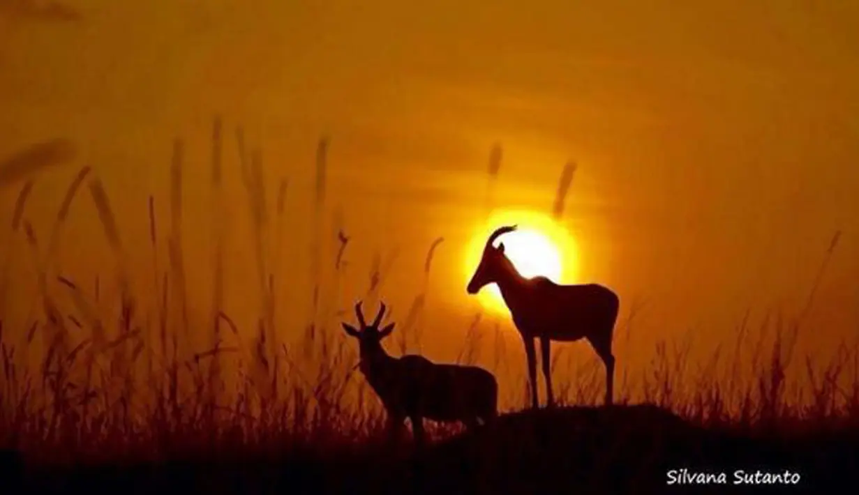 Hasil jepretan Silvana Regina Sutanto saat berpetualangan menikmati alam bebas di Masai Mara National Reserve, Kenya. Foto yang diunggah tersebut berupa sepasang rusa dengan latar belakang sunset. (instagram.com/silsutantophoto)