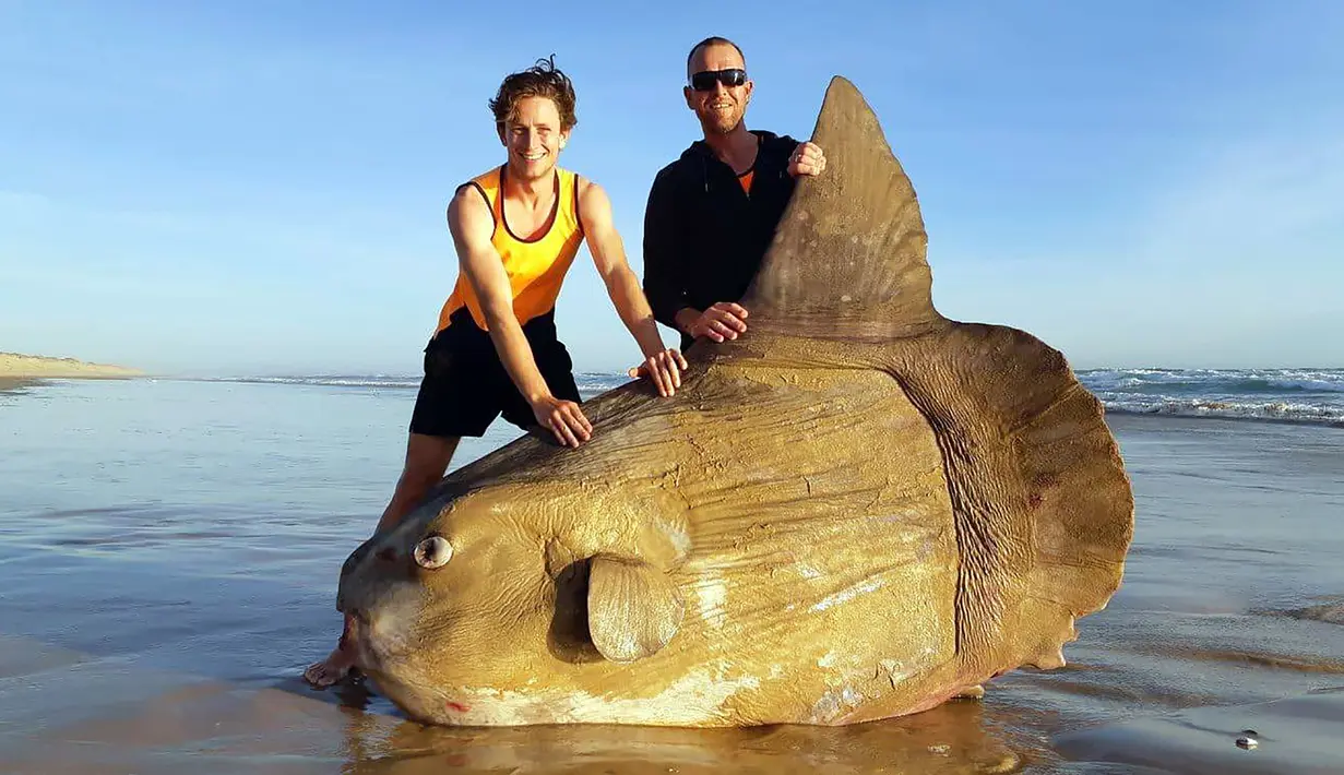 Seekor ikan matahari (Mola mola) berukuran raksasa ditemukan mati terdampar di bibir sungai Murray, Australia Selatan pada 16 Maret 2019. Penemuan ikan raksasa dengan bentuk aneh tersebut menjadi viral. (Handout/Courtesy of Linette Grzelak / AFP)