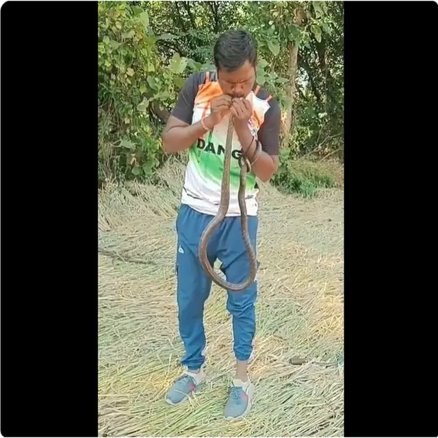 Viral Aksi Heroik Pria Lakukan CPR untuk Selamatkan Ular Kesetrum, Banjir Pujian