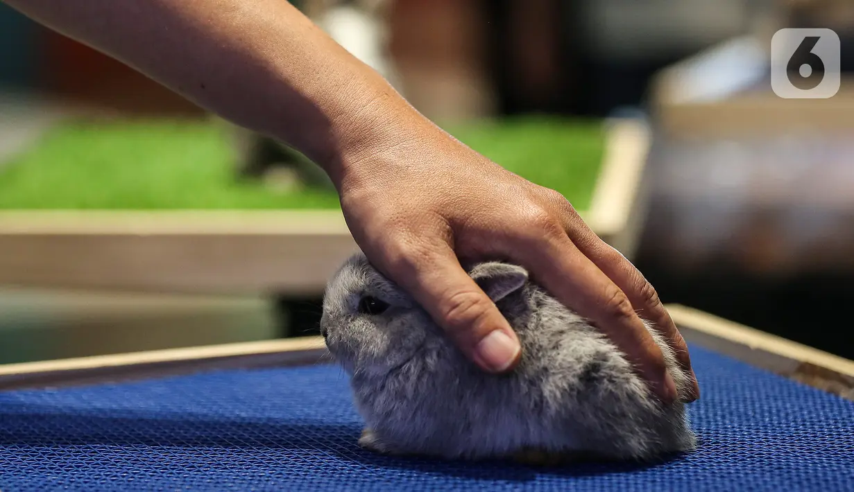 Pengunjung memegang koleksi reptil yang dipamerkan dalam Exotique Pet Expo di Senayan Park, Jakarta, Kamis (28/10/2021). Pameran bagi pecinta reptil ini digelar dari tanggal 27 hingga 31 oktober 2021 mendatang. (Liputan6.com/Johan Tallo)