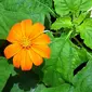 Daun Insulin atau Mexican Sunflower (Sumber: Pixabay)