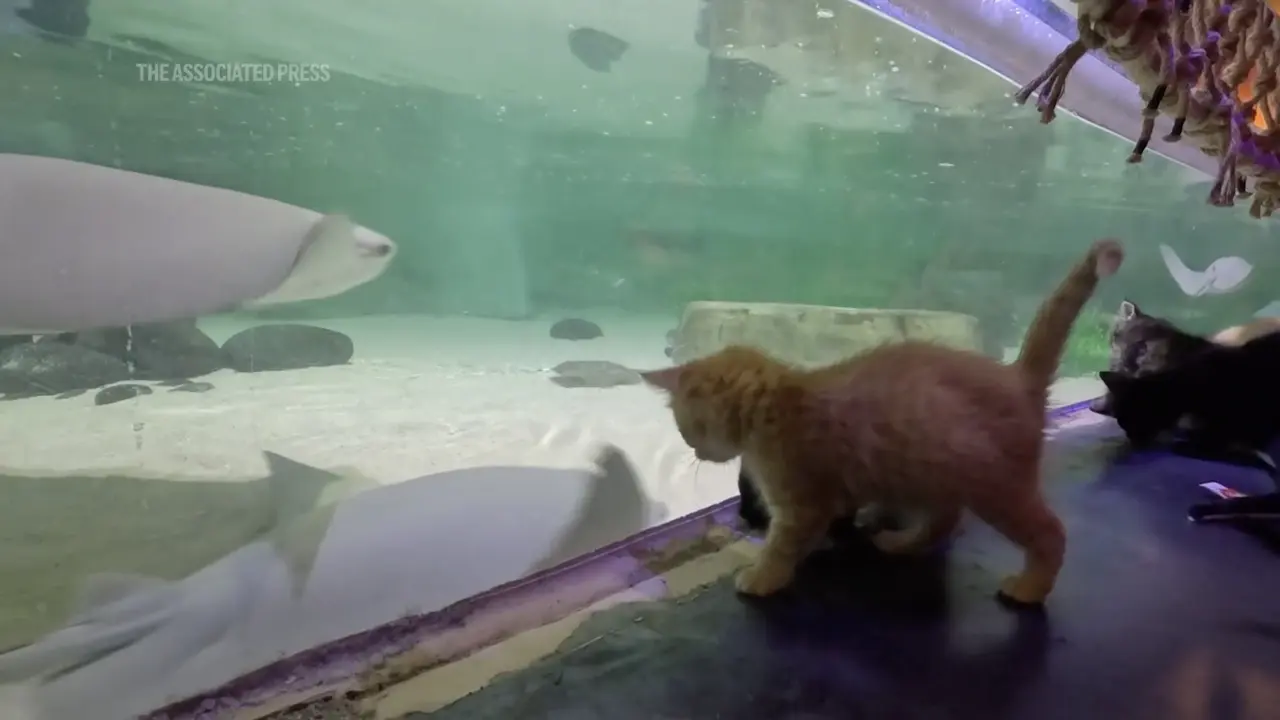 Kucing di Akuarium Mall of America (AP)