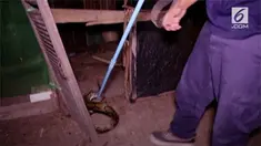 Seekor ular Piton ditangkap petugas saat memangsa ayam milik warga di Thailand.