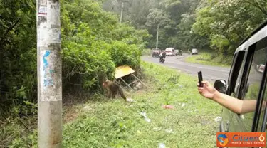 Citizen6, Sumatera: Pengunjung mengambil foto monyet dari dalam mobil yang terdapat di KM 51-56 dari Medan menuju Kota Berastagi. (Pengirim: Chairuddin)