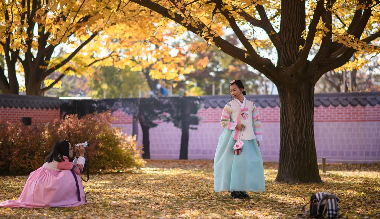 Seorang wanita mengenakan pakaian tradisional hanbok berpose saat difoto di bawah pohon ginkgo di istana Gyeongbokgung di Seoul (31/10). Pohon ini dikenali mirip dengan fosil 270 juta tahun lalu. (AFP Photo/Ed Jones)