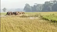 Kawanan Gajah Liar Rusak Sawah Warga Sekitar TN Way Kambas