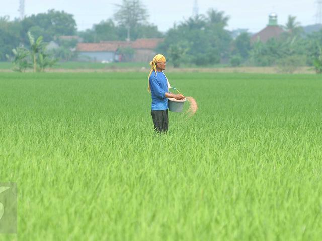 Pupuk Sering Langka Banyak Petani Mengadu Ke Dpr Bisnis Liputan6 Com